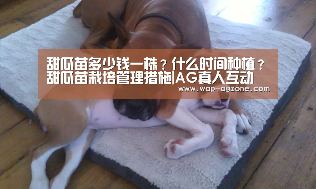 甜瓜苗多少钱一株?什么时间种植?甜瓜苗栽培管理措施|AG真人互动(图2) ag真人下载